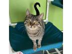 Adopt Cadenza a Domestic Short Hair