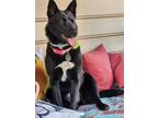 Adopt BeeDee a Shepherd, Husky