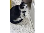 Adopt Kitty Purry a Domestic Short Hair