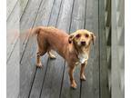 Chiweenie DOG FOR ADOPTION RGADN-1220319 - Butters *FOSTER HOME NEEDED* -