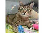 Adopt Biscuit (queen) a Domestic Short Hair