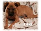 Adopt Lexi a Hound, Boxer