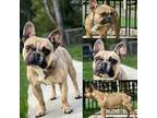 French Bulldog Puppy for sale in Kent, WA, USA