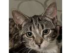 Adopt Aphrodite a Domestic Short Hair