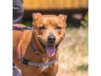 Adopt Mocha a Mixed Breed