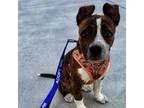 Adopt CHILI a Pit Bull Terrier, Cattle Dog