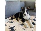 Adopt ELLIE a Border Collie, Mixed Breed