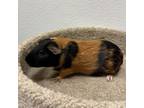 Adopt Guinnifer Aniston a Guinea Pig