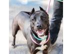 Adopt Swirly a Pit Bull Terrier