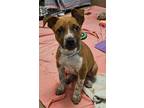 Adopt Baguette a Mixed Breed
