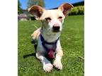 Adopt Delilah a Mixed Breed