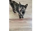 Adopt Lilliana a Domestic Short Hair