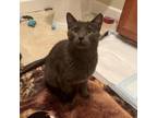 Adopt Grenouille a Domestic Short Hair
