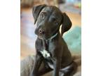 Adopt Naches / Lisa a Labrador Retriever