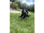 Adopt Mountlake Terrace / Roxy a Labrador Retriever