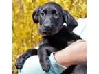Adopt CT Tatiana a Labrador Retriever, Australian Cattle Dog / Blue Heeler