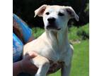 Adopt CT Amour a Great Pyrenees, Black Mouth Cur