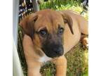 Adopt CT Flute a Great Pyrenees, Black Mouth Cur