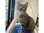 Adopt Mika a Domestic Short Hair