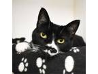 Adopt Frida a Domestic Short Hair