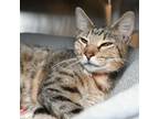 Adopt Silvestre a Domestic Short Hair