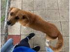 Adopt Luti a Redbone Coonhound, Mixed Breed