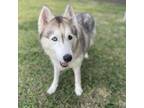 Adopt Precious a Siberian Husky