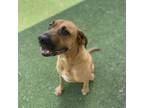 Adopt Mia a Black Mouth Cur