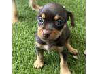 Adopt Papa Frita a Terrier, Mixed Breed