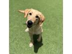 Adopt Maggie a Labrador Retriever