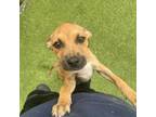 Adopt Blanch a Mixed Breed