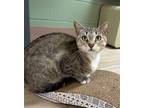 Adopt Maiasaura a Domestic Short Hair