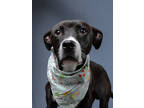 Adopt SAGE WINTER a Pit Bull Terrier, Mixed Breed