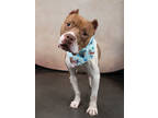 Adopt COCO a Pit Bull Terrier, Mixed Breed