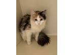 Adopt Charlotte Pickles(adopted) a Domestic Medium Hair, Domestic Short Hair