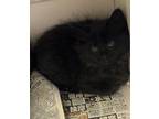 Adopt Butterfly - IN FOSTER a Domestic Medium Hair, Domestic Short Hair