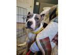 Adopt Phoebe- IN FOSTER a Mixed Breed