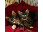 Adopt Bellamy and Bentley a Maine Coon, Domestic Long Hair