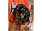 Adopt Pacific a Hound, Mixed Breed
