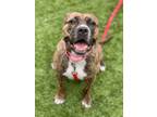 Adopt Brindy a Pit Bull Terrier, Mixed Breed