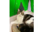 Adopt Maude / Madeline a Domestic Long Hair