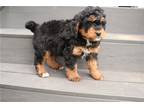 Mutt Puppy for sale in Battle Creek, MI, USA
