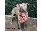 Adopt Loris a Pit Bull Terrier