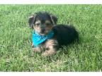 Yorkshire Terrier Puppy for sale in Oklahoma City, OK, USA