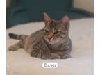 Adopt Dawn a Domestic Short Hair