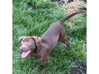 Adopt Coco a Chocolate Labrador Retriever