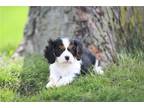 Cavalier King Charles Spaniel Puppy for sale in Richmond, IN, USA
