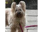 Adopt Eyrie a Terrier, Mixed Breed