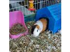 Adopt Twix a Guinea Pig