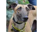 Adopt Ahimsa a Greyhound